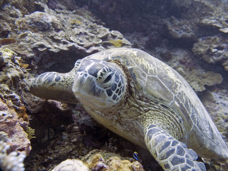 Turtle, Mid Reef